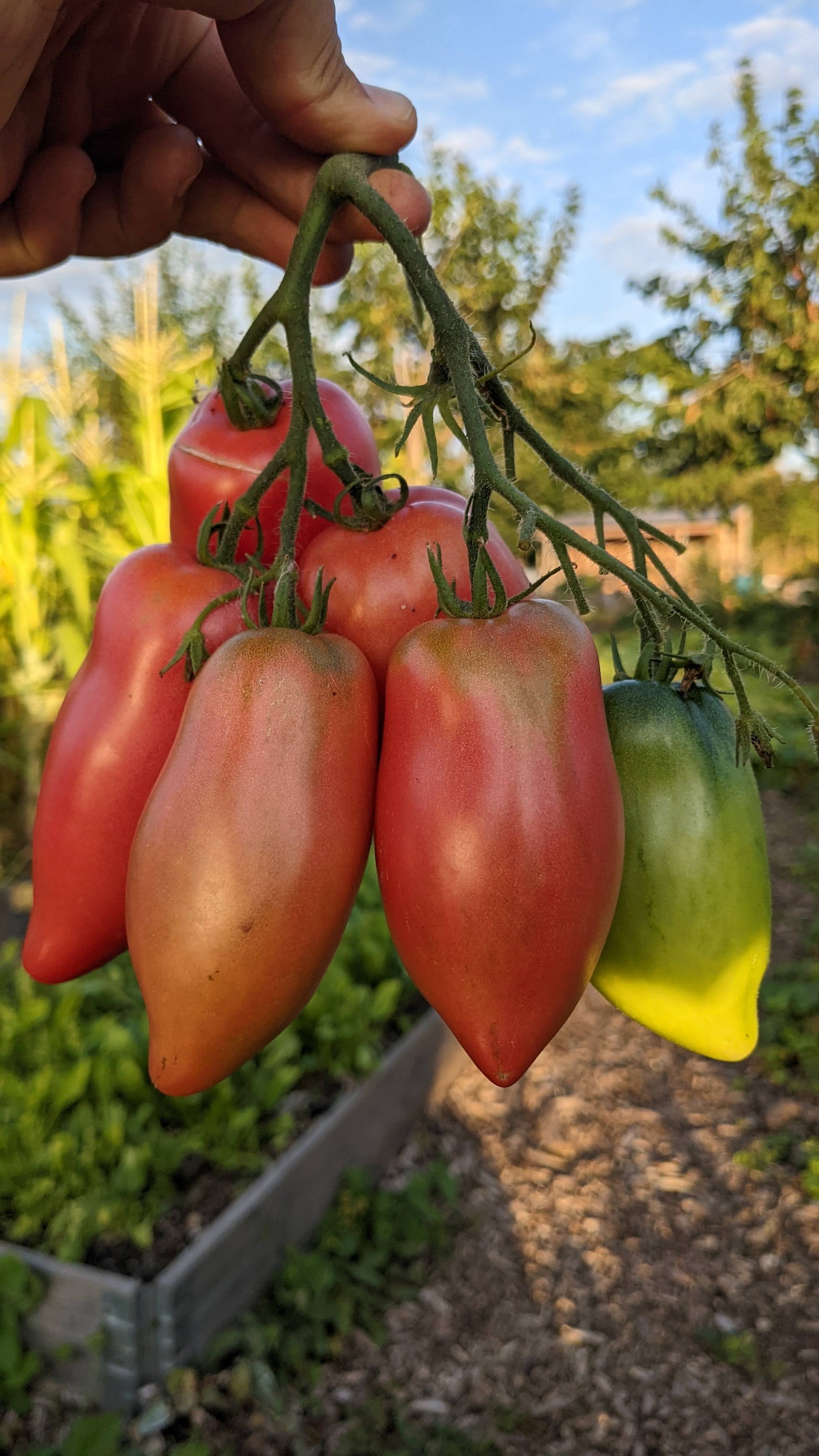 Petrusha Gardener