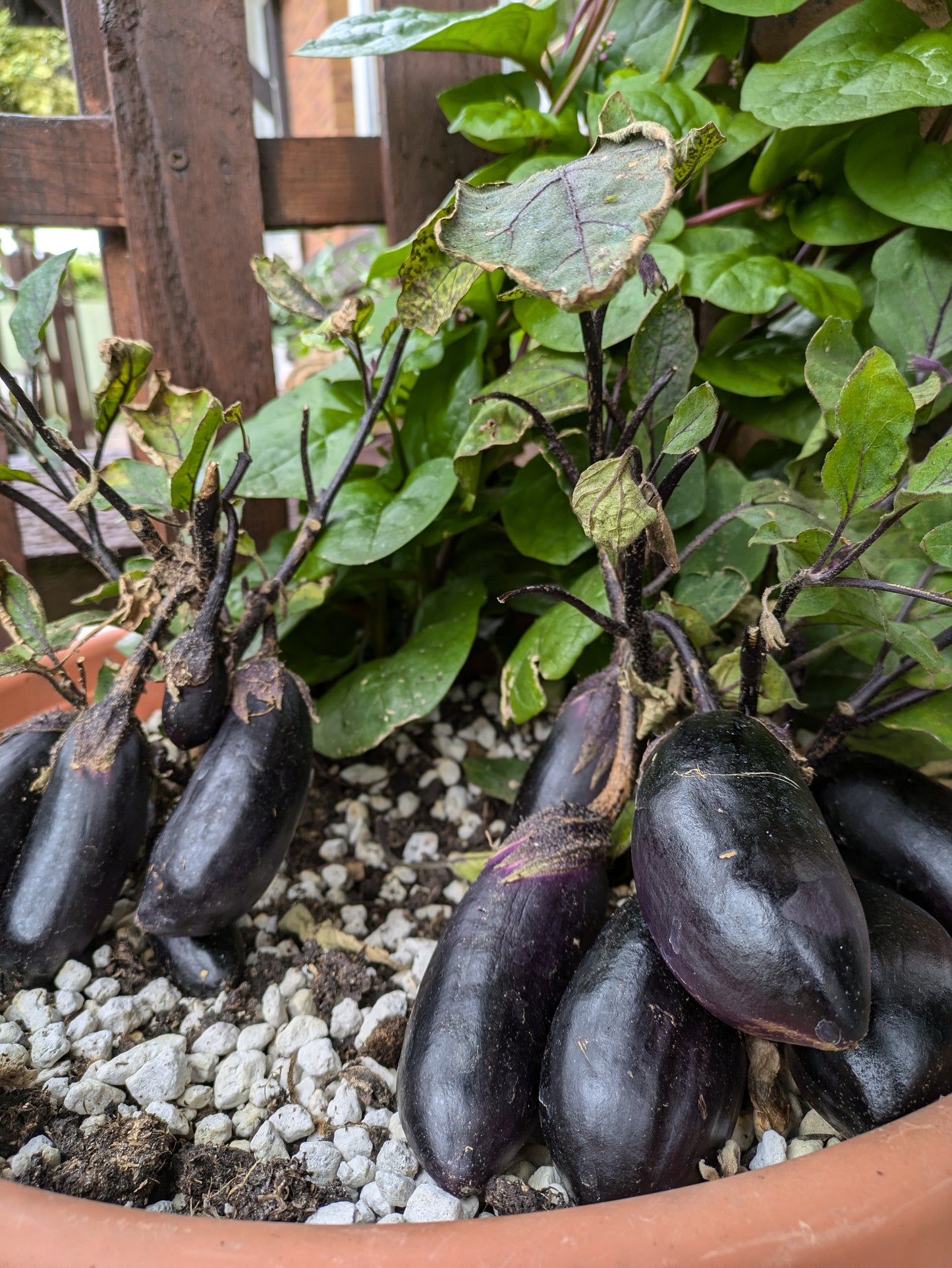 Japonskiy Karlik Aubergine
