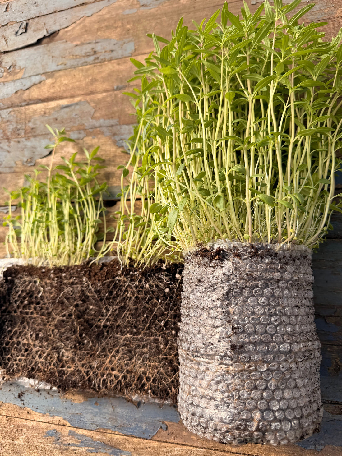How the Seed Snail Method Found Me (And Why I Never Went Back)