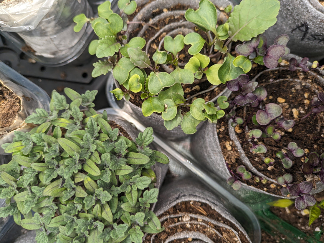 Why Your Seeds Don’t Germinate (And How to Fix It)