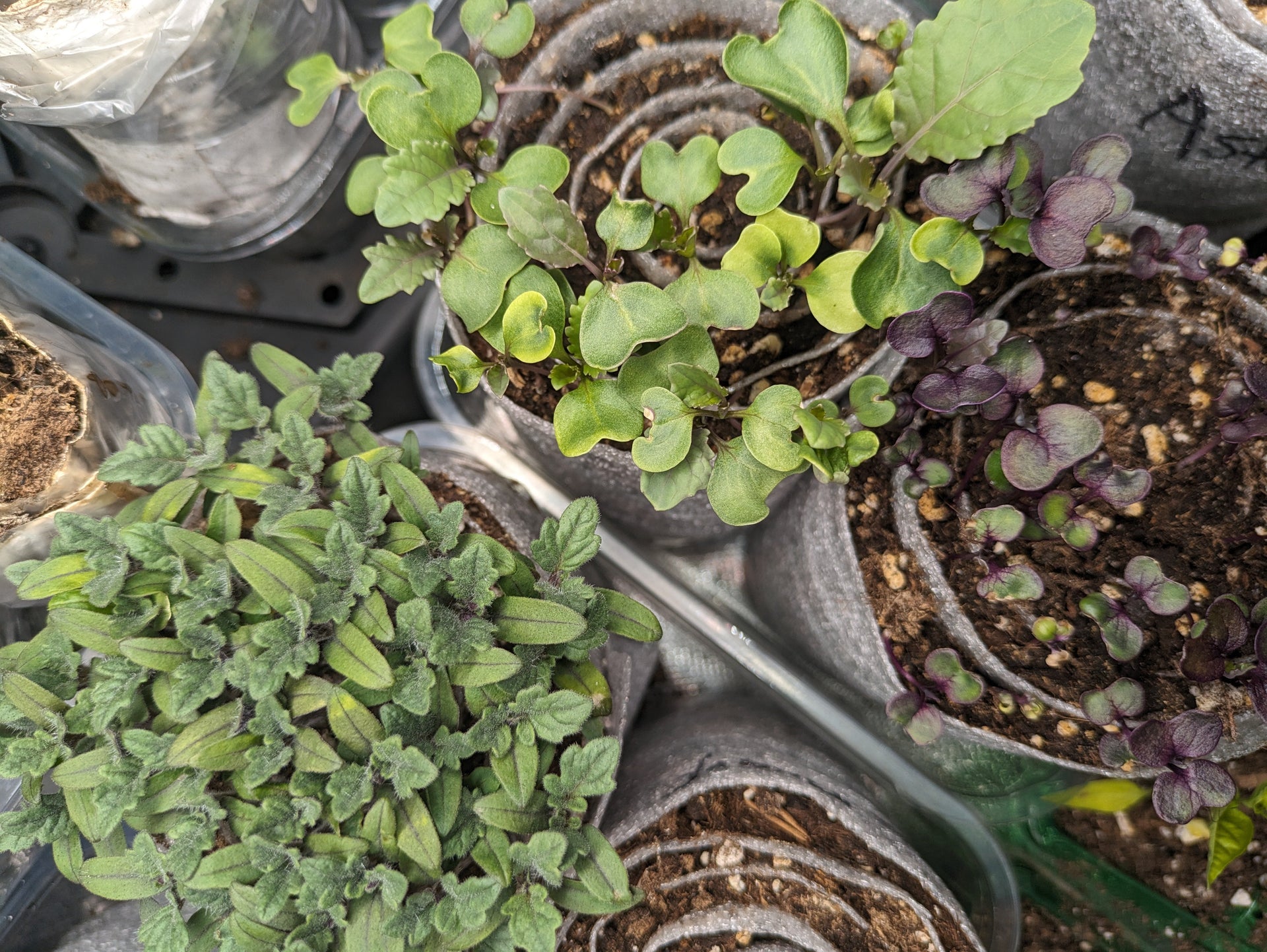 Why Your Seeds Don’t Germinate (And How to Fix It)