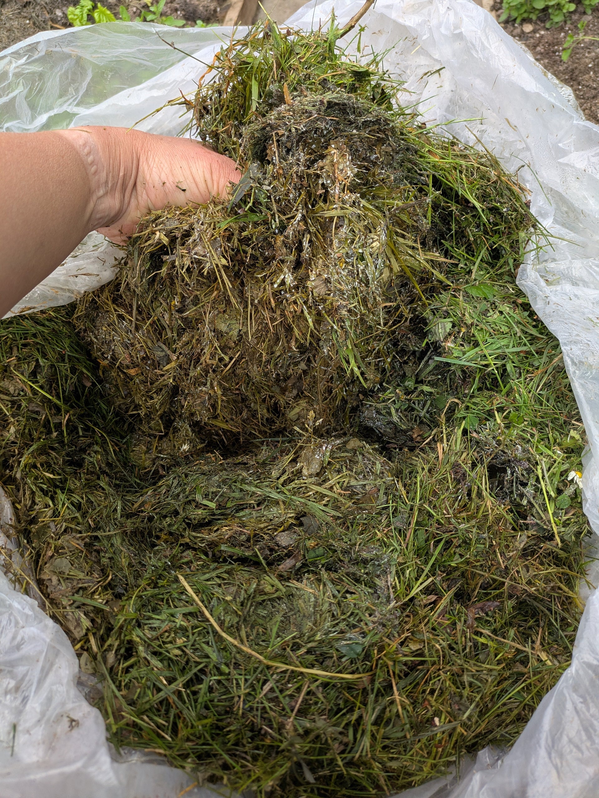I Left a Pile of Grass Too Long. It Saved My Potato Plants.