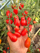 Sweet red pear
