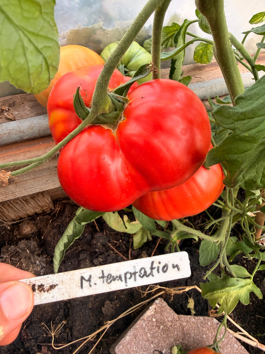 Minusinski temptation