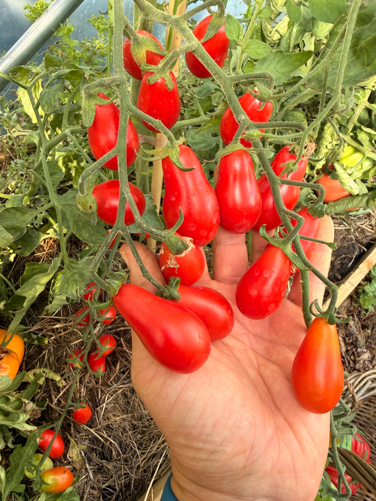 Sweet red pear