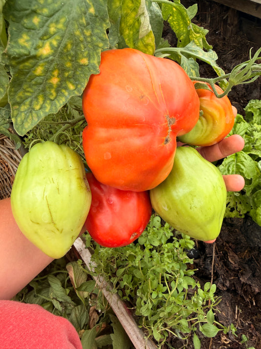 Minusinski Huge Plum