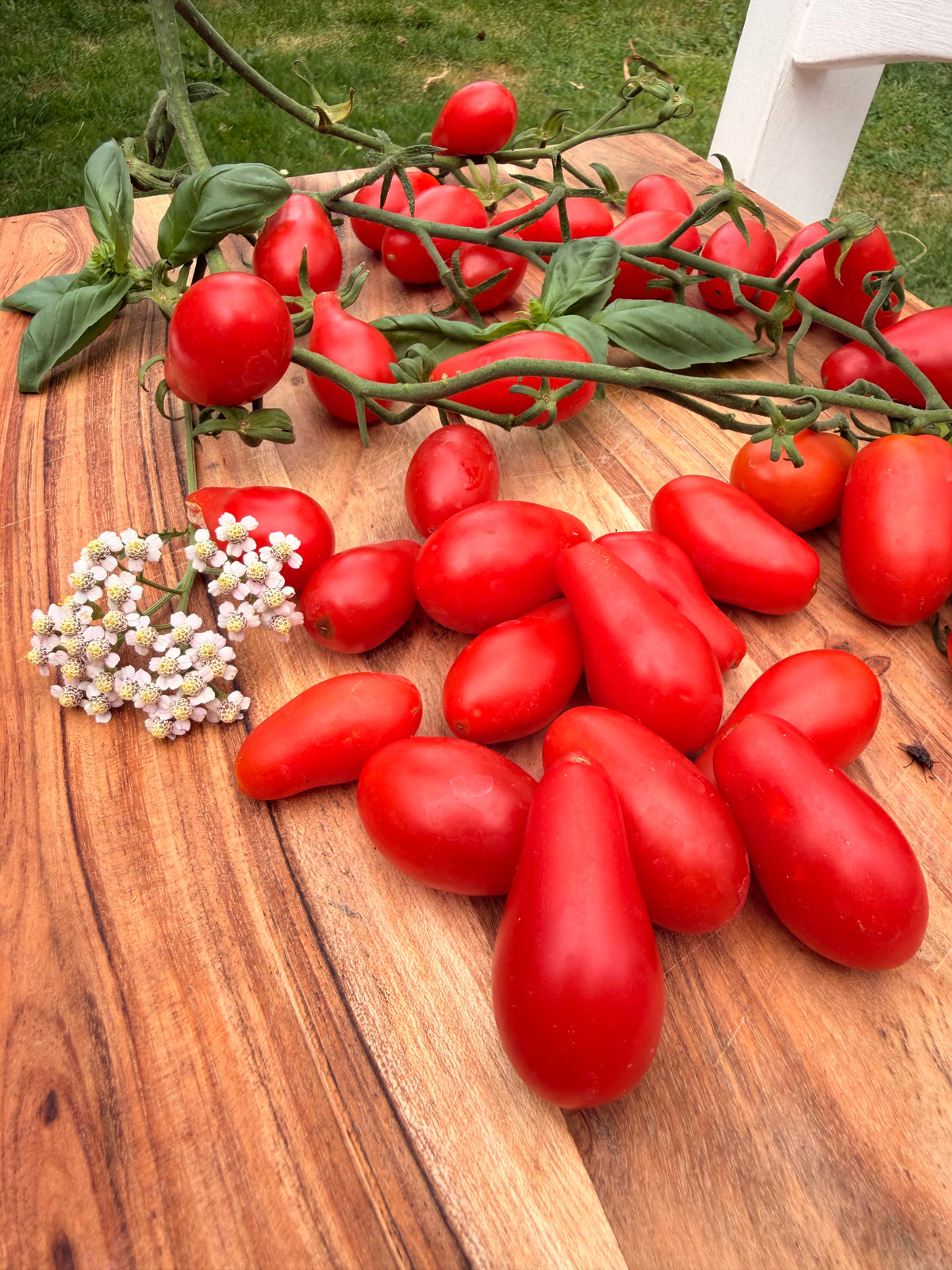 Sweet red pear