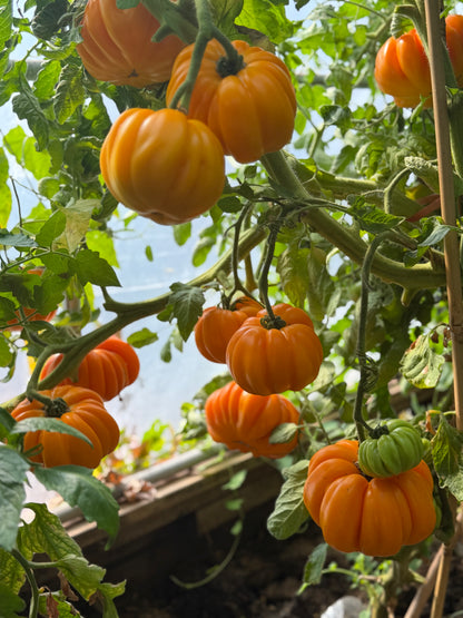 Beauty Lottringa Orange
