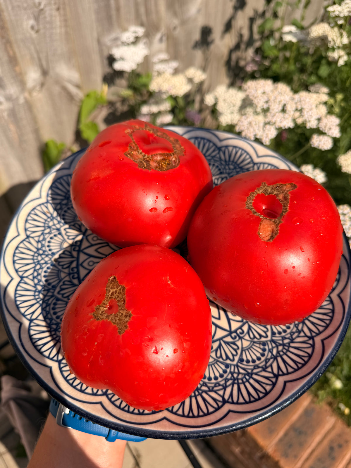 Farida’s Mystery Red