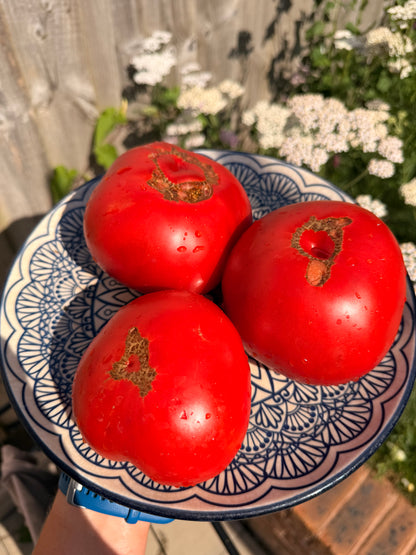 Farida’s Mystery Red