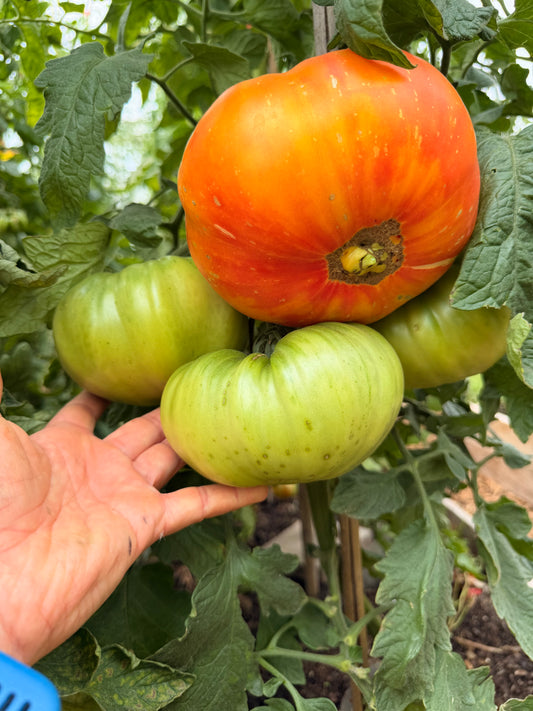 Grandma Viney’s Yellow Pink
