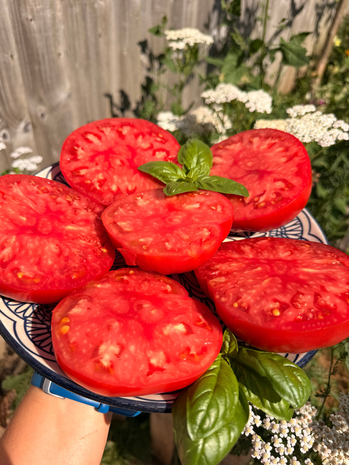 Farida’s Mystery Red