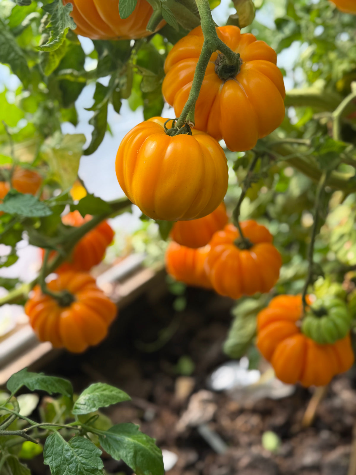 Beauty Lottringa Orange