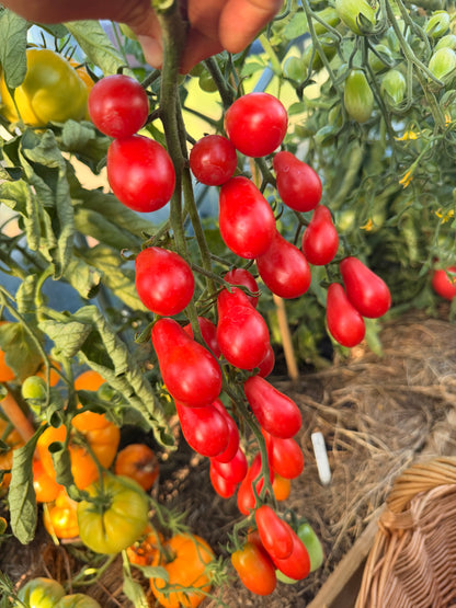 Sweet red pear