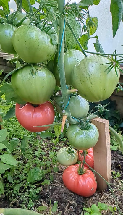 Minusinsk Red Balls
