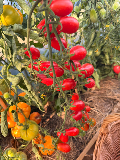 Sweet red pear