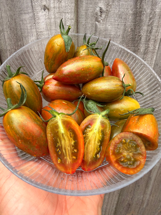 Freds Red Torpedo Tiger