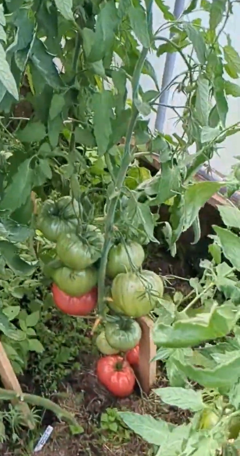 Minusinsk Red Balls