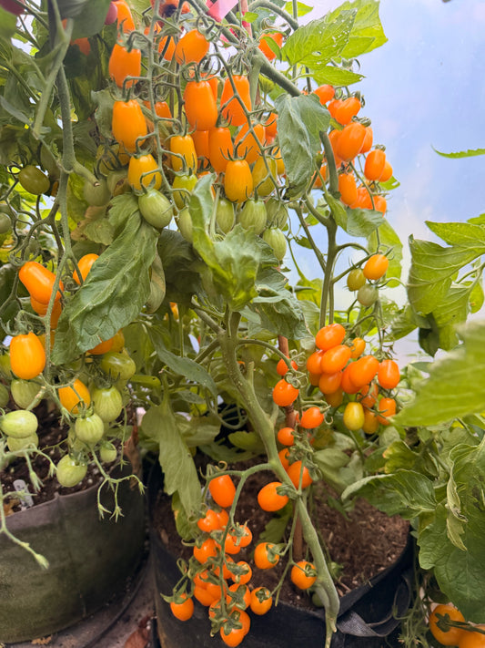Yellow Date Fruit
