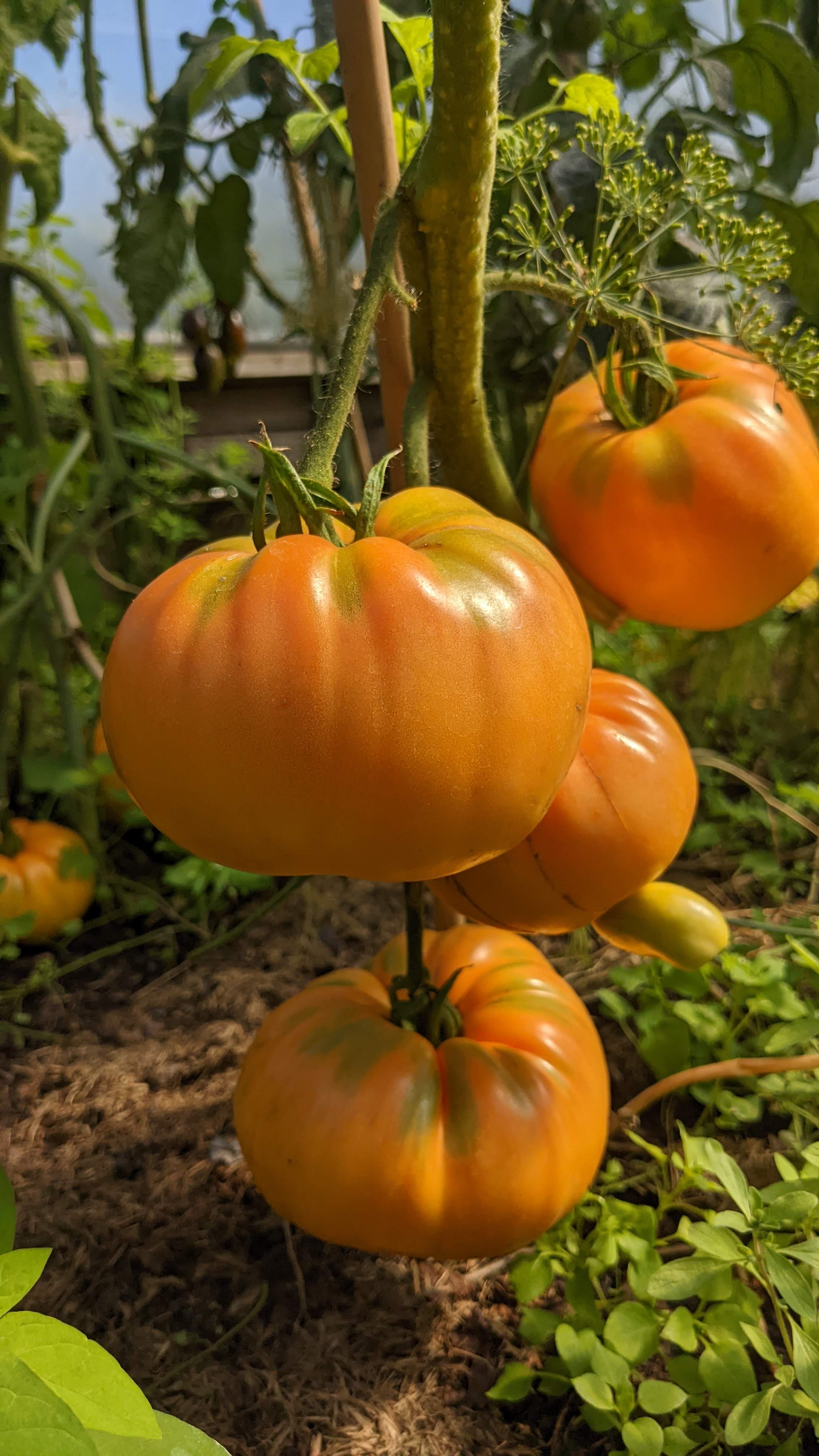 Minusininski Orange Large Tomato Seeds | Heirloom – Seed Spells