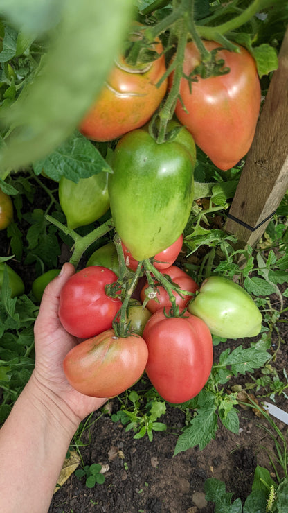 Petrusha Gardener