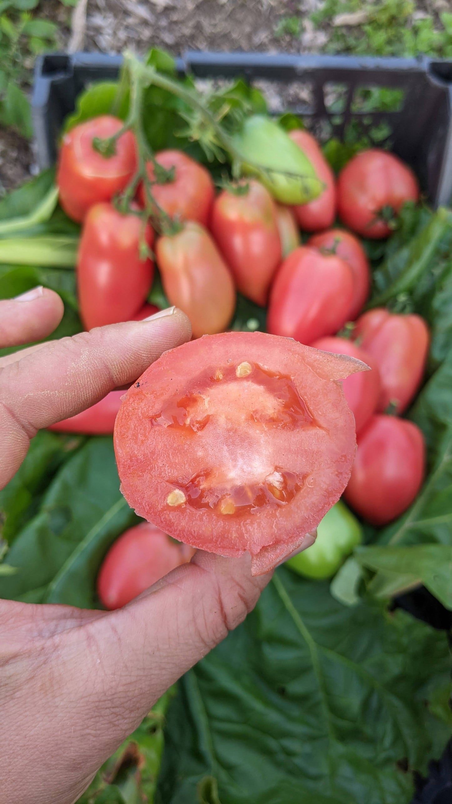 Petrusha Gardener