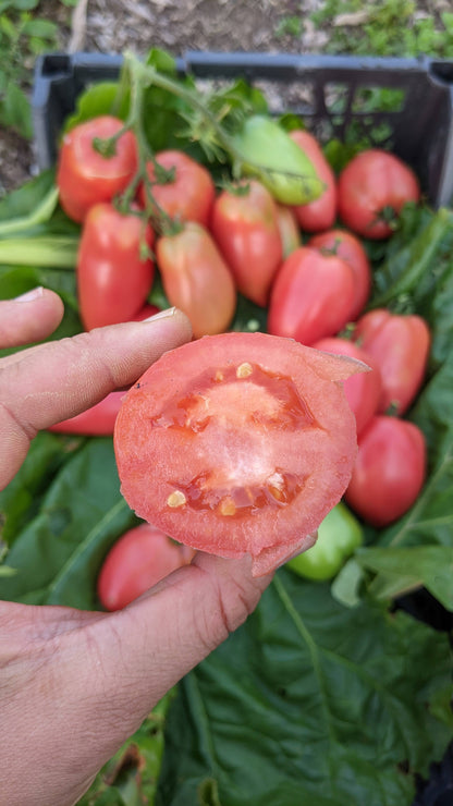 Petrusha Gardener