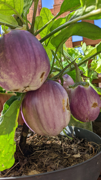 Liloviy Aubergine