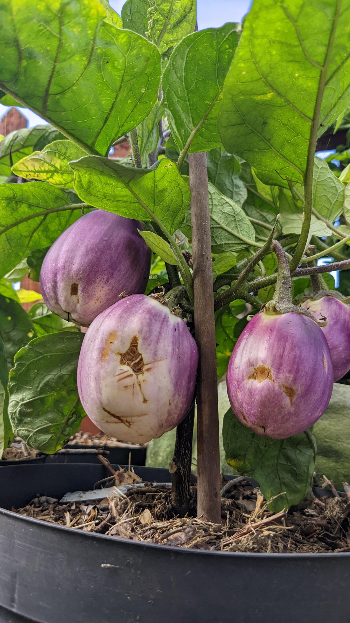 Liloviy Aubergine