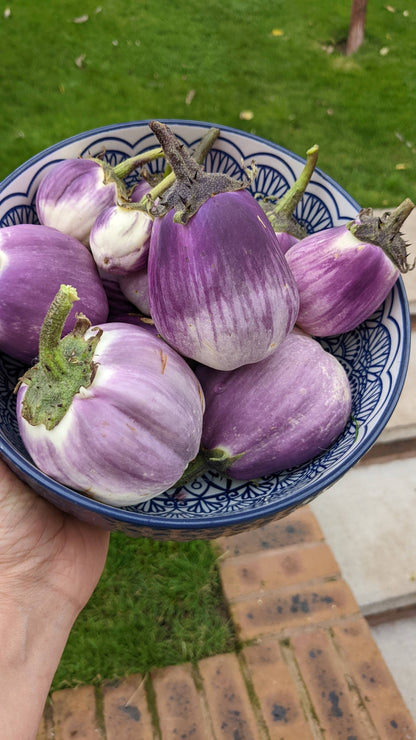 Liloviy Aubergine