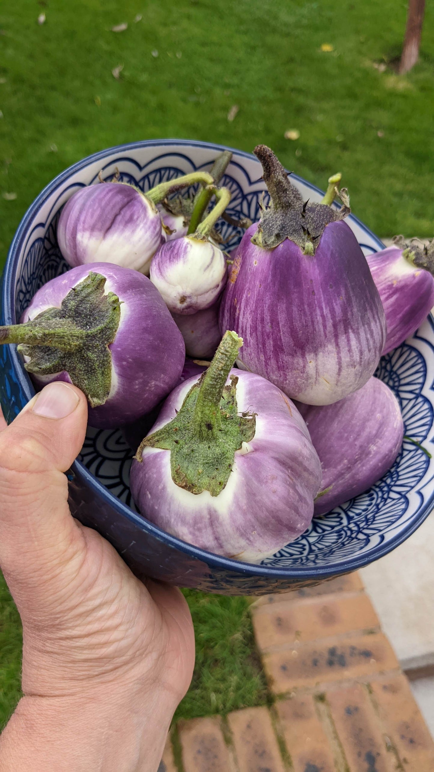 Liloviy Aubergine