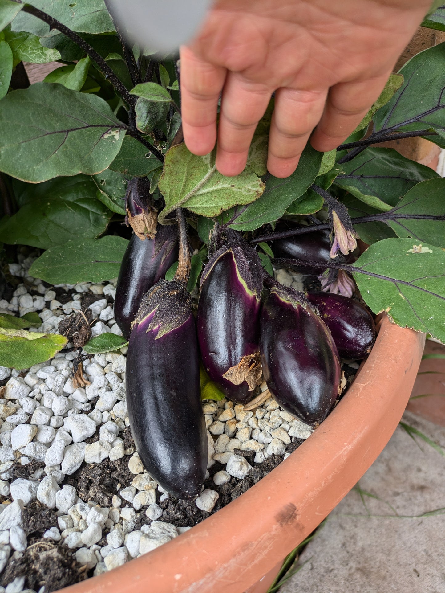 Japonskiy Karlik Aubergine