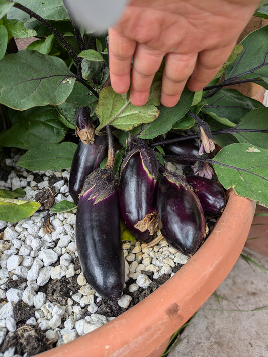 Japonskiy Karlik Aubergine