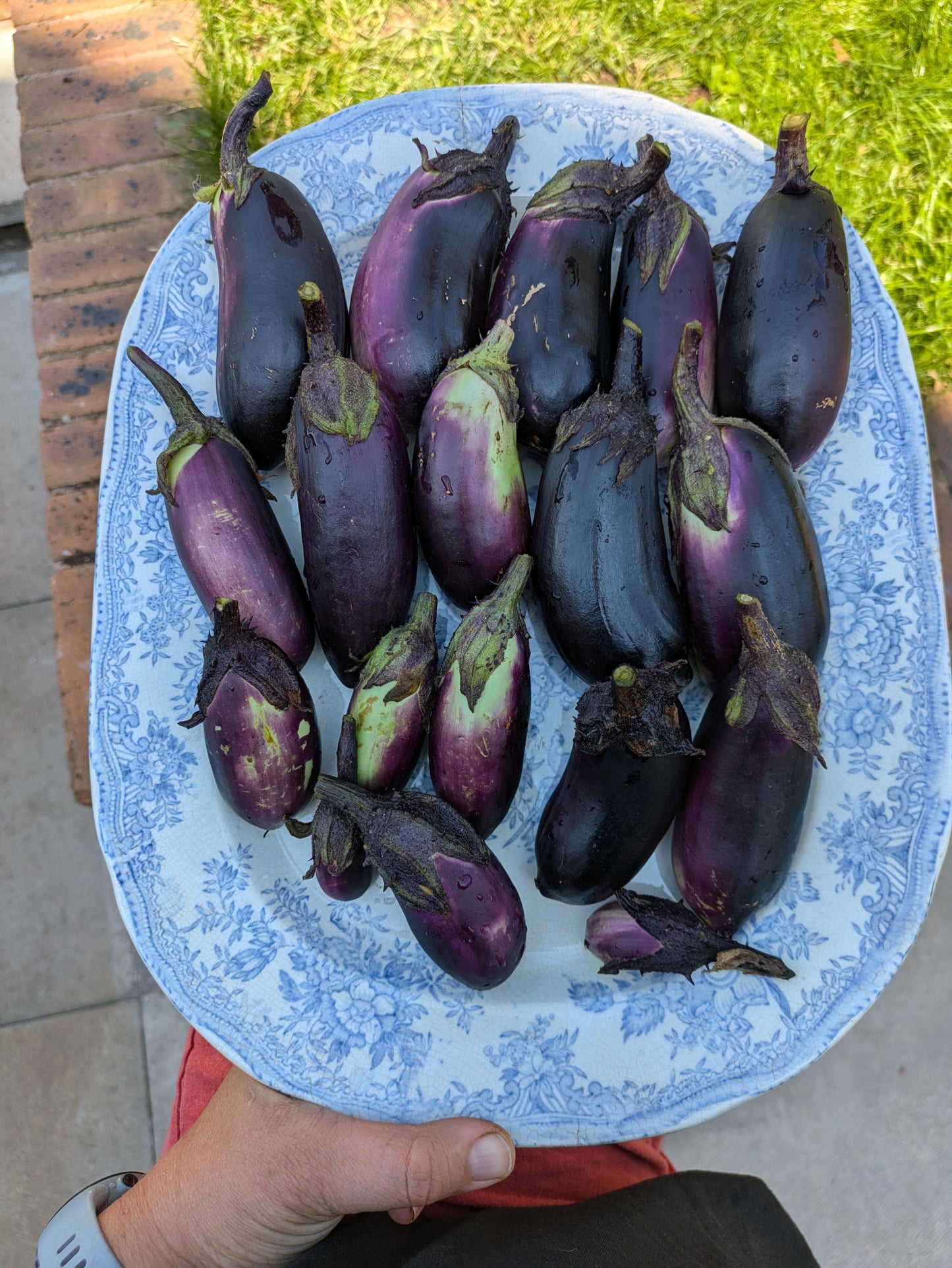Japonskiy Karlik Aubergine