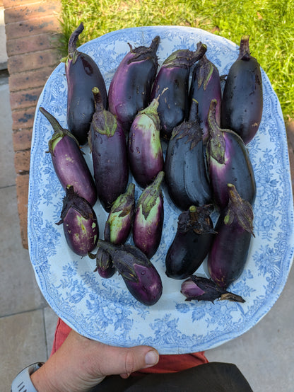 Japonskiy Karlik Aubergine