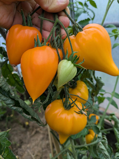Zailiyskiy Alatau Yellow