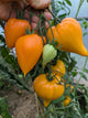 Zailiyskiy Alatau Yellow