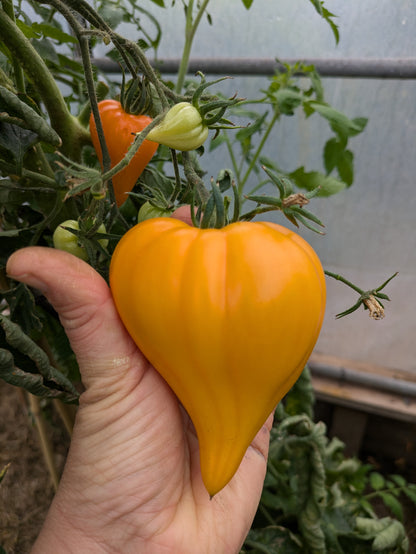 Zailiyskiy Alatau Yellow