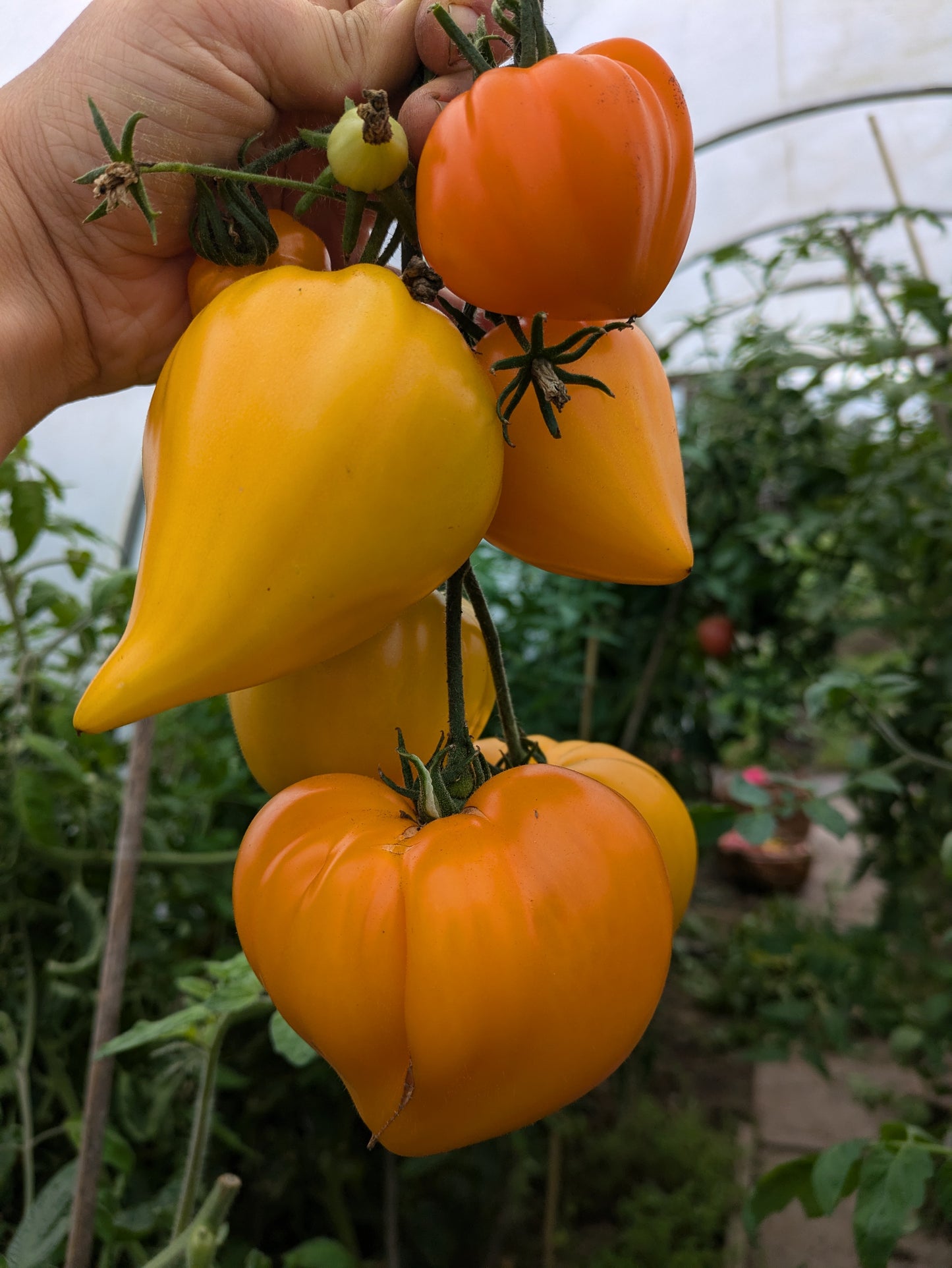 Zailiyskiy Alatau Yellow