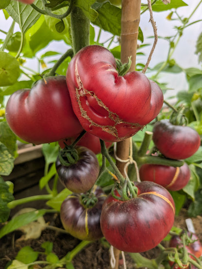 Marmande Blue