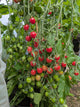 Raspberry Red Hood