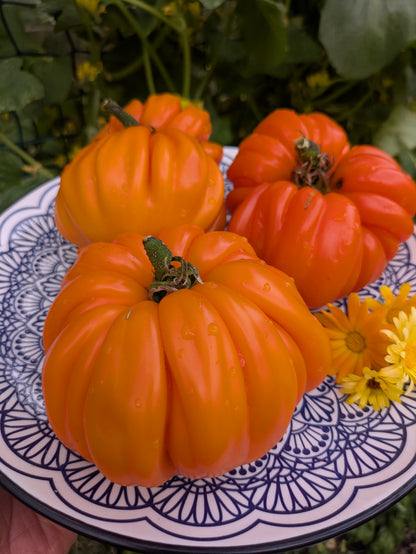 Beauty Lottringa Orange