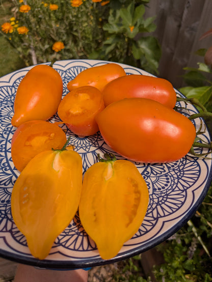 Mango Django