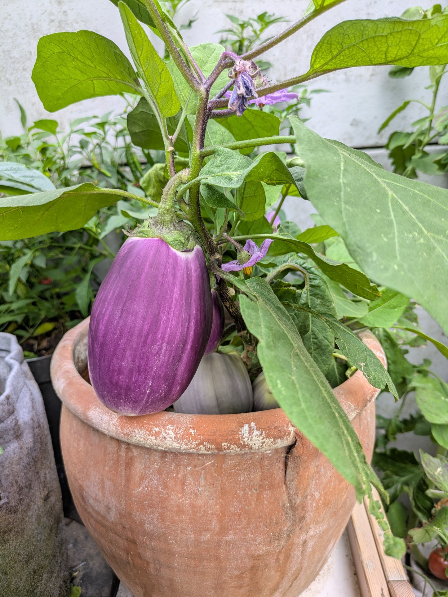 Liloviy Aubergine