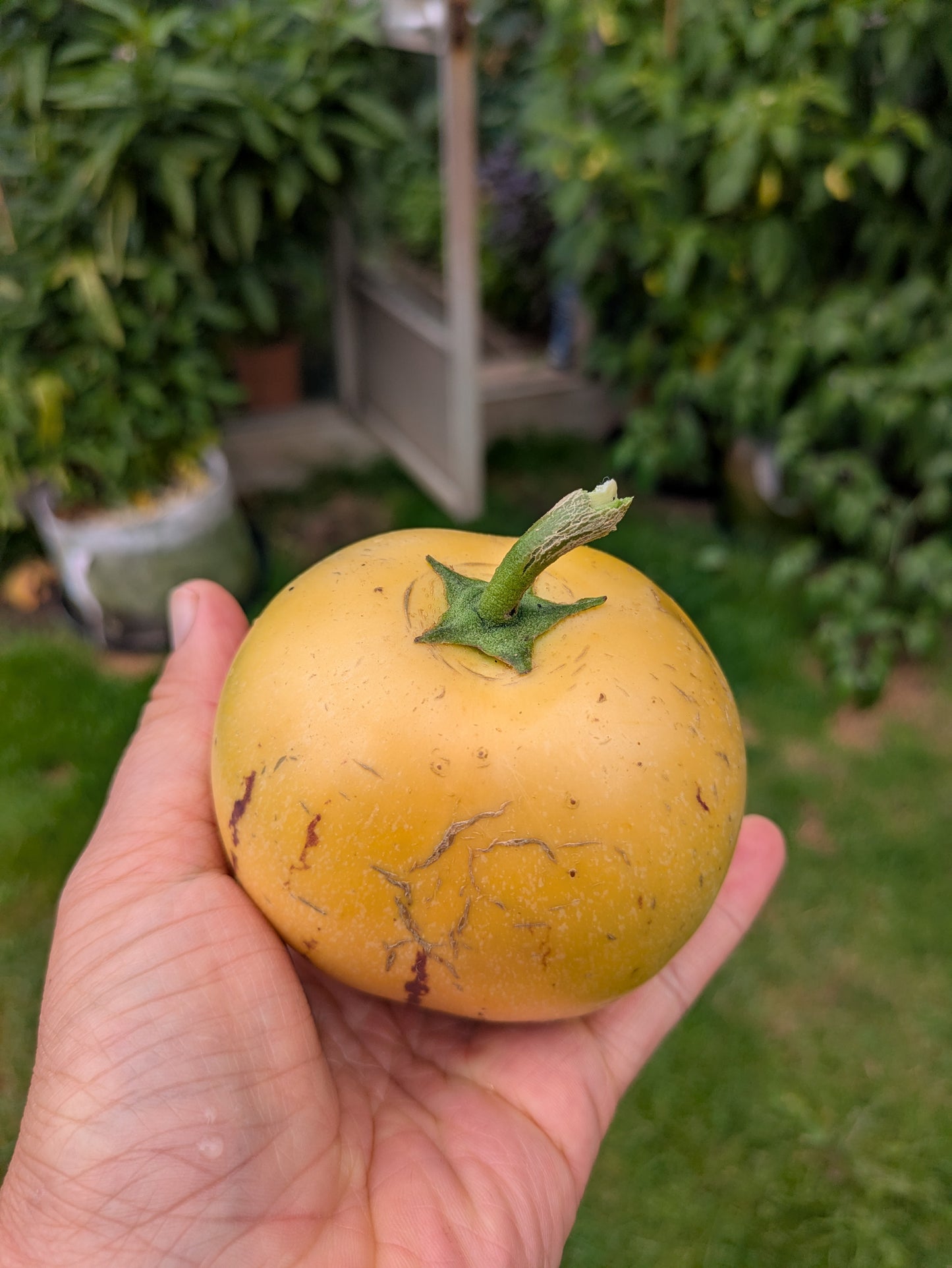 Pepino Melon