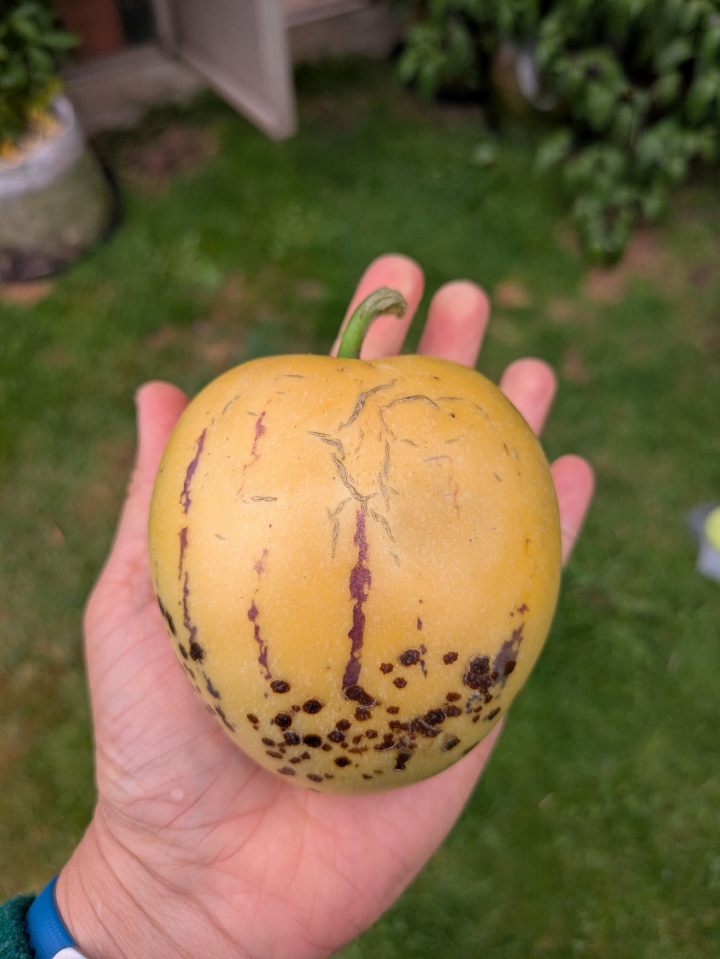 Pepino Melon