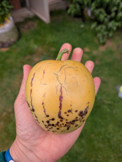 Pepino Melon