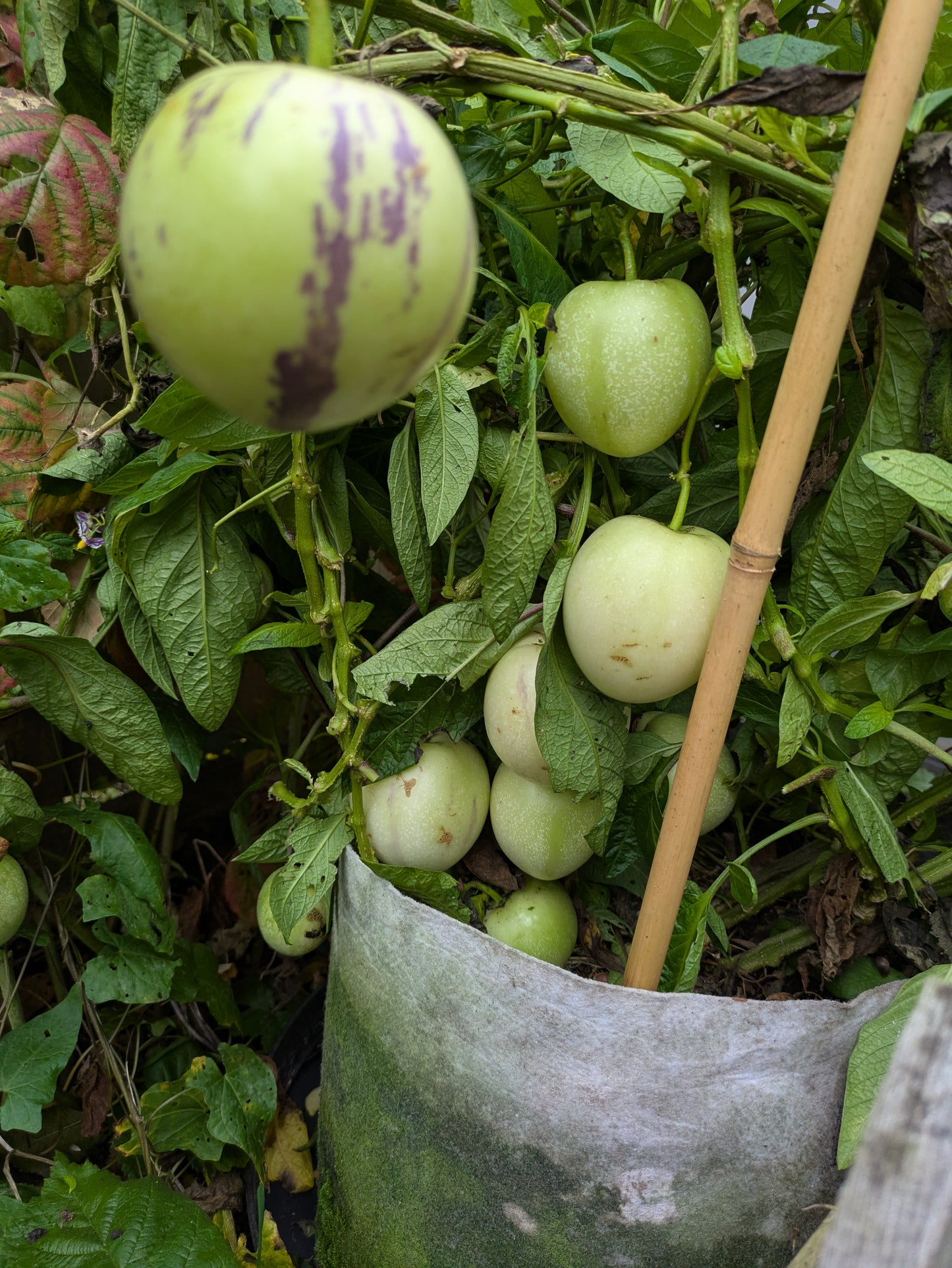 Pepino Melon